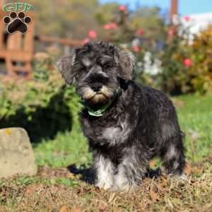 Ethan, Miniature Schnauzer Puppy